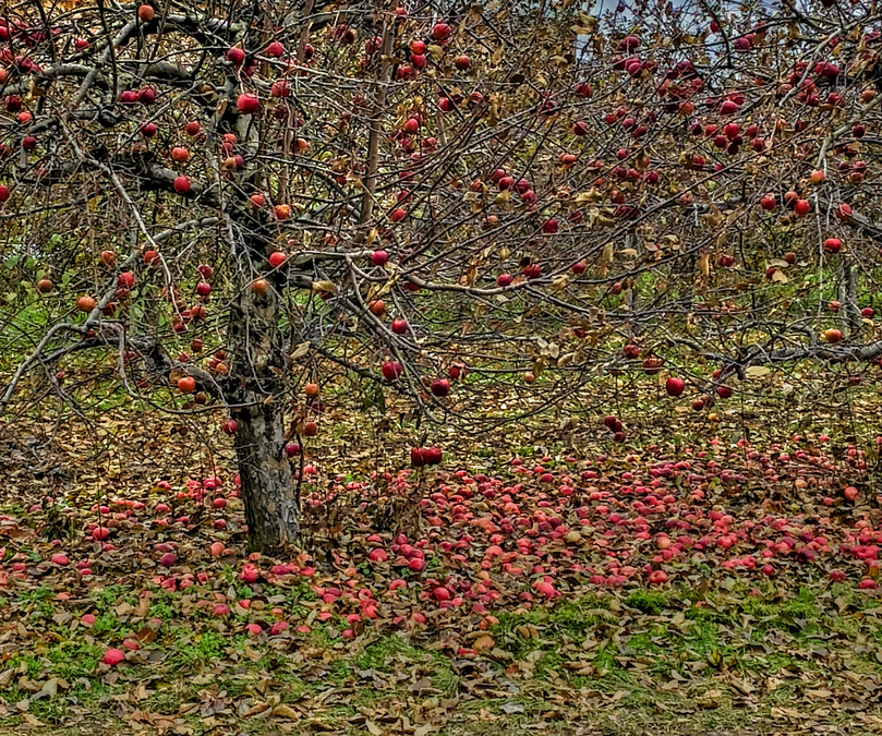 Fallen Fruit